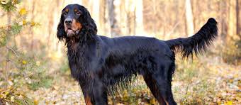 K9puppy.co.uk carries almost every breed; Gordon Setter Puppies For Sale Greenfield Puppies