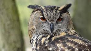 Ruyada Baykus Gormek Ne Anlama Gelir Bilgi Sozlugu Owl Baykus Hayvanlar