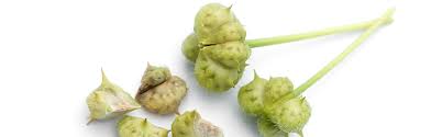 Image result for Tribulus terrestris
