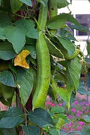 Image result for Canavalia