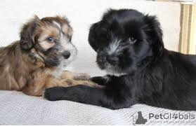 Why buy a tibetan terrier puppy for sale if you can adopt and save a life? Tibetan Terrier For Sale In The City Of Novosibirsk Russian Federation Price Negotiated Announcement 8996