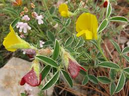 Image result for Argyrolobium stolzii