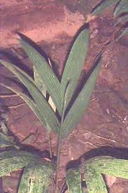 Image result for Trichostachys