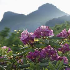 Check spelling or type a new query. Blue Ridge Parkway Wildflowers