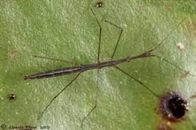 Description Des Familles De Punaises Heteroptere Hemiptere