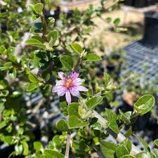 Image result for Grewia