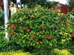 Image result for Ixora praetermissa