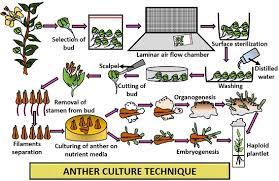 During the primary culture, tissue. What Is Anther Culture History Methods And Protocol Biology Reader