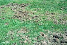 Pin On Grub Worms Pest Control