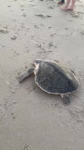 A kemp's ridley sea turtle ready to be returned to the wild after being cleaned and rehabilitated during an oil spill. Emerald Isle Sea Turtle Patrol Home Facebook