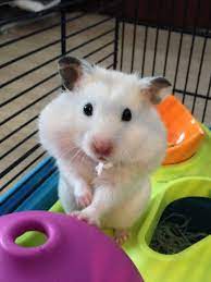 Syrians hamsters have 44 chromosomes and are sexually mature from 4 weeks old. Can Hamsters Be Kept Together Hamster Society Singapore