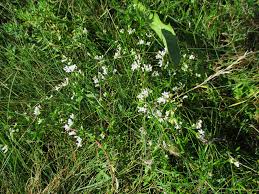 Image result for Pavetta stenosepala