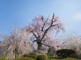 Insects, diseases, and other plant problems: Maruyama Park And The Weeping Cherry Of Gion Nippon Com