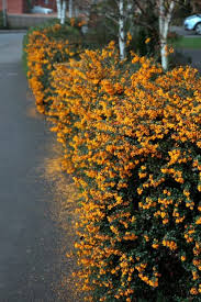 Image result for Berberis darwinii