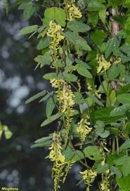 Image result for Dumasia