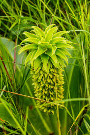 Image result for Oncinotis tenuiloba