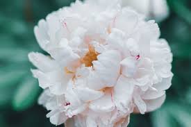 Maybe you would like to learn more about one of these? Peonies Plant Care Growing Guide