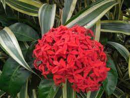 Pin En Flores