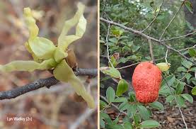 Image result for Hexalobus monopetalus