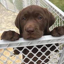 Check spelling or type a new query. Chocolate Labrador Puppies For Sale In Southern California Bmo Show