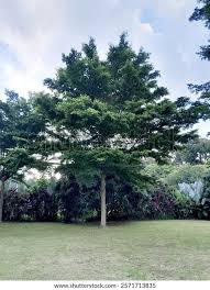 Image result for Terminalia superba