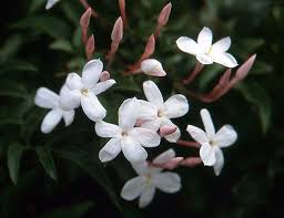 Image result for Jasminum pauciflorum