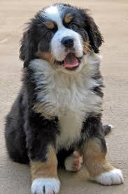 Big Black Brown And White Dog Breed An Adorable Bernese Mountain Dog Puppy Bernese Mountain Dog Puppy Bermese Mountain Dog Mountain Dogs