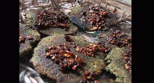 حمص تبدع غير نكتها أكلات الحصار food cooking meat