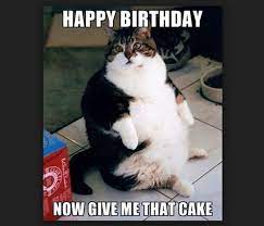 101 Funny Cat Birthday Memes For The Feline Lovers In Your Life