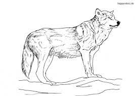 Ausmalbilder von wölfe in der kategorie tiere. Wolf Malvorlage Kostenlos Wolfe Ausmalbilder