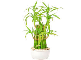Lucky bamboo (dracaena sanderiana) is a commonly cultivated houseplant that can be grown hydroponically or in soil. Lucky Bamboo Tree Buying Growing Guide Trees Com