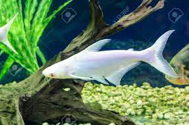 Juveniles bear three white stripes the tomato complex arguably claims some of the most durable marine aquarium fish species, being. Small Albinos Shark With Red Eyes In Aquarium Stock Photo Picture And Royalty Free Image Image 116810385