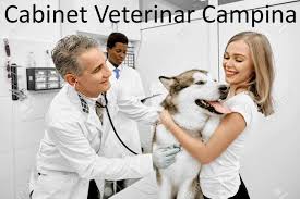 Aici gasesti informatii actualizate despre cabinetele veterinare din ploiesti, prahova, prezentare, date de contact. Home