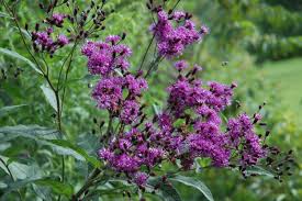 Image result for Vernonia