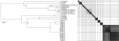 Image result for Ottelia kunenensis