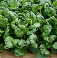 Maybe you would like to learn more about one of these? Asia Salat Tatsoi Asia Salat Salat Gemuse Weigelt Samen