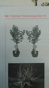 Kunci jawaban soal ulangan akhir semester 2 bahasa indonesia kelas 2 sd. Sama Ini Tanaman Apa Yaa Pelajaran Plh Kelas 4 Sd Gambarnyaa Hitam Putihh Duhh Brainly Co Id
