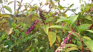 If the regulars did not work, you have to use glyphosate herbicide (2% solution). There Is No Better Time Than Fall To Control Problem Perennial Weeds Msu Extension