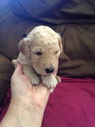 We did not find results for: Adorable Goldendoodle Labradoodle Puppies For Adoption 3weeks Old For Sale In South Boston Virginia Classified Americanlisted Com