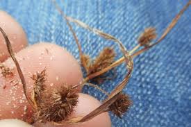 Image result for Cyperus chersinus