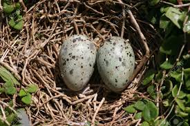 Try this method to get the most yummy. Seagull Eggs Stock Photo Picture And Royalty Free Image Image 19638107