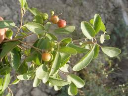 Image result for Flacourtia