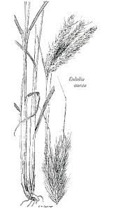 Image result for Eulalia polyneura