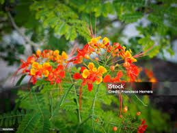 Image result for Caesalpinia rubra