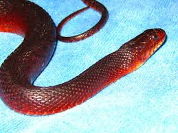 Among all southeastern snakes, only the western green water snake has these features. Red Phase Fl Green Water Snake By Pitbulllady On Deviantart