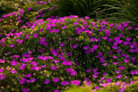 Image result for Geranium sanguineum Max Frei