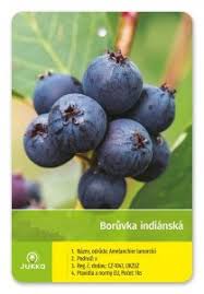 Image result for indiánská borůvka obrázek