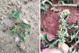 Image result for Atriplex suberecta