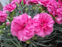 Hallo semuanya kali ini wulan winda berbagi tutorial terbaru (bunga anyelir dari plasik kresek)ayo.ternyata membuat bunga ini tidak sulit loh. Wahyu Garden Bali Taman Bunga Bunga Anyelir Dianthus Coryophyllus