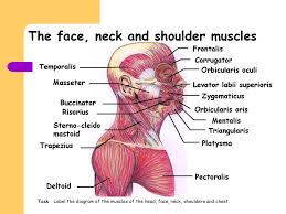 C4 enables you to shrug your shoulders and automatically causes the diaphragm to contract when you are breathing. Muscles Of The Face Neck And Shoulders Ppt Download